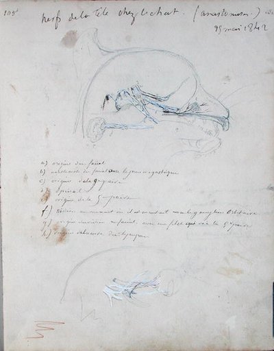 猫の頭の中の神経系 1842年5月（紙に鉛筆） 作： Claude Bernard