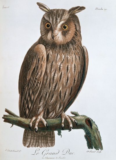 大公」、イーグルフクロウ、1799-1808 作： Claude Fessard
