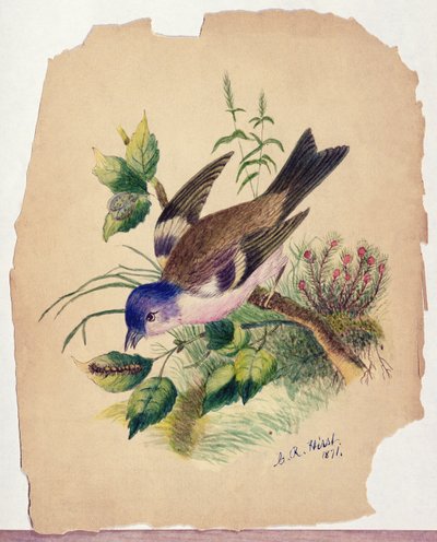 枝の上の青い鳥 作： Claude Raguet Hirst