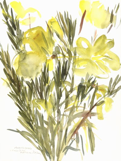 月見草; 2004（水彩） 作： Claudia Hutchins Puechavy