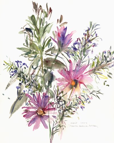 花、南アフリカのヒナギクとラベンダー、2004（水彩） 作： Claudia Hutchins Puechavy