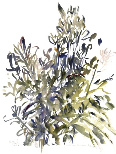 セネシオと他の植物、2003（水彩） 作： Claudia Hutchins Puechavy
