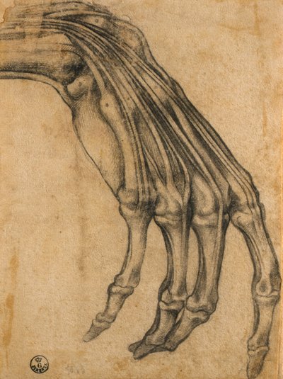 手の解剖学的研究 作： Clemente Bandinelli