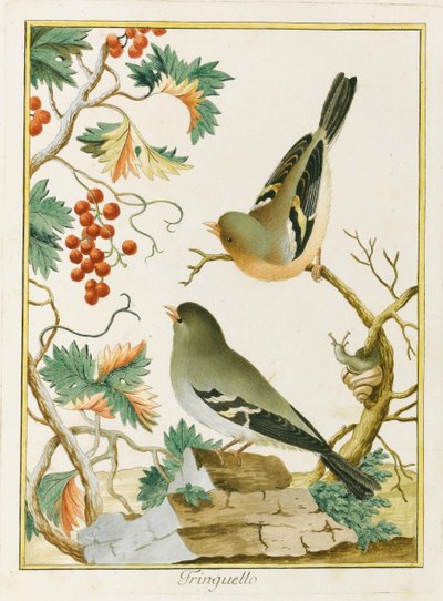 フィンチ フィンチ。 南ヨーロッパの鳥類学、1772年より。 作： Clemente Bernini