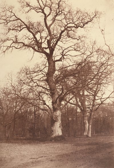 木の研究、Bois de Boulogne 作： Comte Olympe Aguado