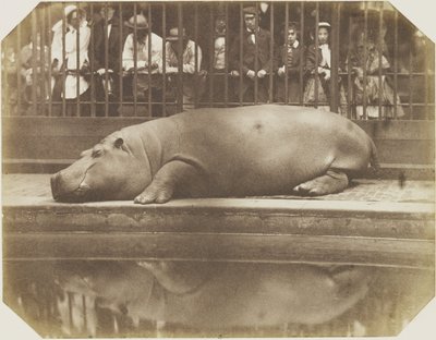 オベイシュ、カバ、ロンドン動物園 作： Comte de Montizón Don Juan