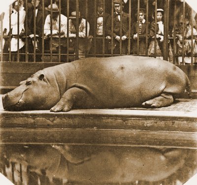 Obaysch the Hippopotamus、ロンドン動物園、1852年（セピア写真） 作： Comte de Montizón Juan