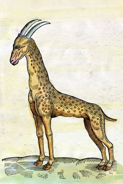 キリンです。コンラッド・ゲスナー（1516-1565）の『Historia Animalium』（細密画）。 作： Conrad Gessner