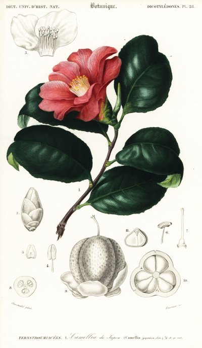 日本のツバキ、Camellia japonica。 、1849年（彫刻） 作： Conrad Johann Theodor Susemihl
