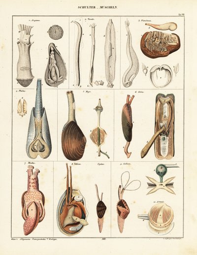 二枚貝の解剖学。 1841年（リトグラフ） 作： Conrad Kull