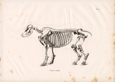ローランド・タピルの骨格 作： Conrad Kull