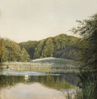 パディントンポンドの白鳥、1860年代（紙にトイレ） 作： Constance Phillott