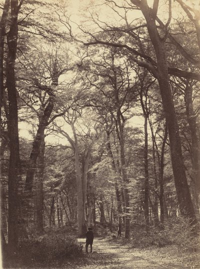 森の風景,c.1865年（写真） 作： Constant Alexandre Famin