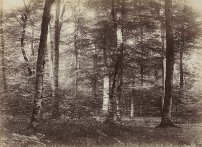 無題 フォンテンブローの森、c。 1874年。 作： Constant Alexandre Famin