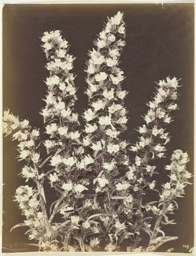 無題[開花植物]、c。 1870年。 作： Constant Alexandre Famin
