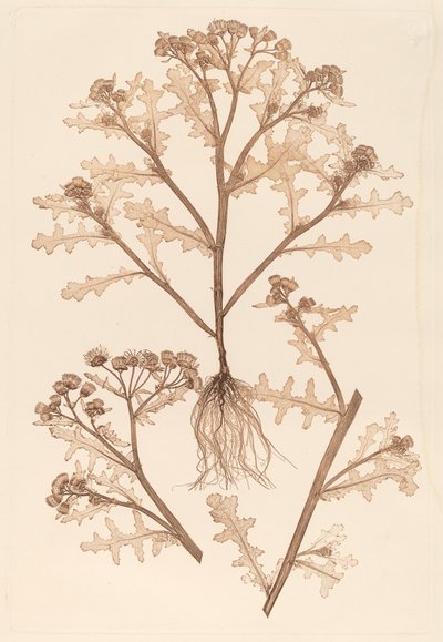 老年期の粘性 作： Constetin von Ettinghausen and Alois Pokorny