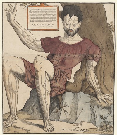 人体の静脈 作： Cornelis Anthonisz.
