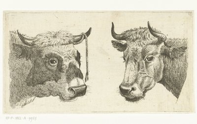 ロープで雄牛の頭と牛の頭 作： Cornelis  Bisschop
