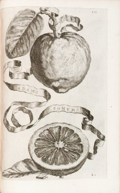 Adam&39;s Apple、Giovanni Battista Ferrariによる「Hesperus、熱力学Aureorum文化と実践Quatuorの両方」のプレート313、1646 作： Cornelis Bloemaert