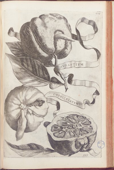Giovanni Battista Ferrariによる「Hesperus、熱力学Aureorum文化と実践Quatuorの両方」からのホームオレンジプレート409、1646 作： Cornelis Bloemaert