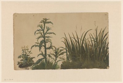 アザミと葦 作： Cornelis Johannes de Vogel