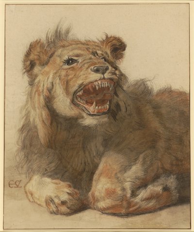 ライオンのうなる、1625-33年頃（黒と茶色のウォッシュを施した黒と赤のチョーク） 作： Cornelis Saftleven