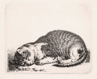 眠る猫、1607-81年頃 作： Cornelis Saftleven