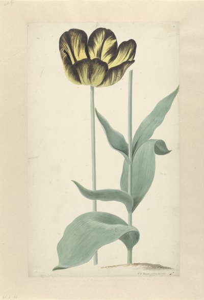 De tulp Bizard Catafalque Bizard Catafalque (オブジェクトのタイトル) 作： Cornelis van Noorde