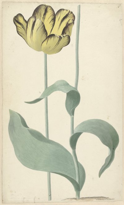 By tulp Bizard Louis d