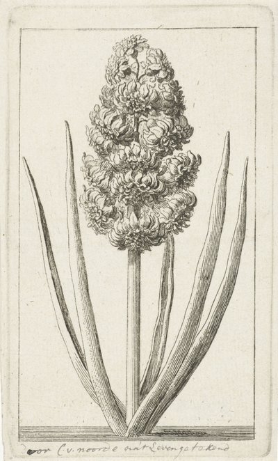 ヒヤシンス 作： Cornelis van Noorde