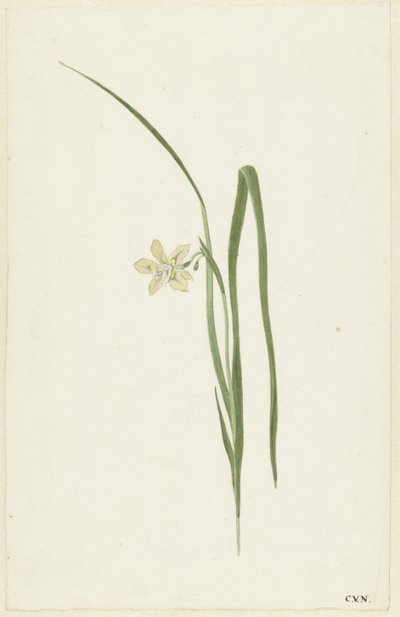 虹彩 作： Cornelis van Noorde