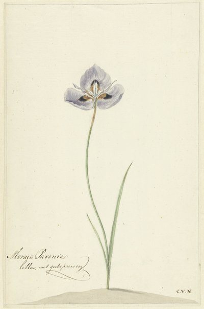 虹彩 作： Cornelis van Noorde