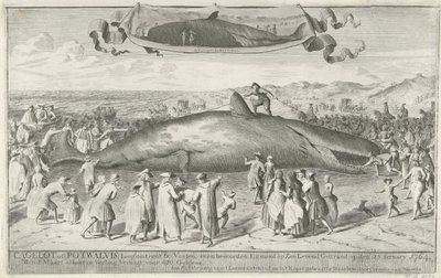 エグモンド・アーン・ゼーに座礁したマッコウクジラ、1764年 Cagelot または Potwhale、長さ約 60 フィート、Egmond op Zee Alive のすぐ北 1764 年 2 月 15 日に立ち往生。3 月 1 日にオークションで 810 Guldens (オブジェクトのタイトル) で売却 作： Cornelis van Noorde