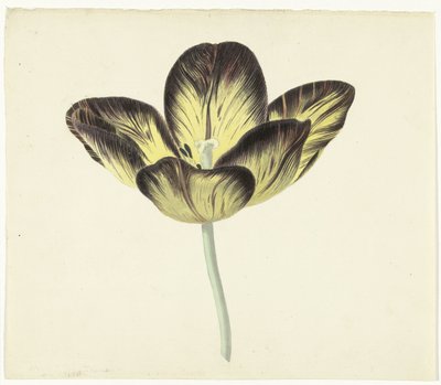 Bizard Egyptienneと呼ばれるチューリップ 作： Cornelis van Noorde
