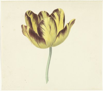 Bizard Le Febure No.と呼ばれるチューリップ。 1 作： Cornelis van Noorde