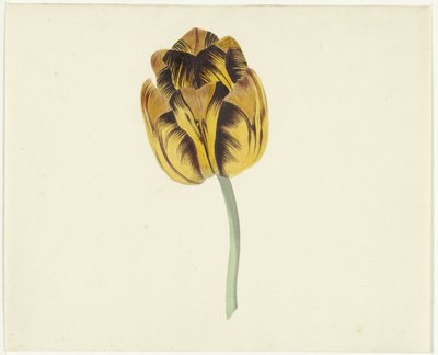 Bizard Leodieと呼ばれるチューリップ 作： Cornelis van Noorde