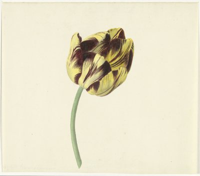ローマ教皇のBizardと呼ばれるTulp 作： Cornelis van Noorde
