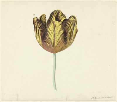 Bizard Subと呼ばれるチューリップ。 a 作： Cornelis van Noorde