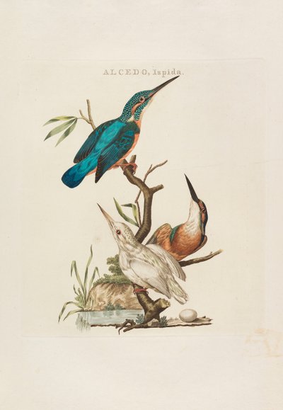オランダの鳥: 1770 年から 1829 年までの、その家屋、芸術家、所有物による。 作： Cornelius Nozeman