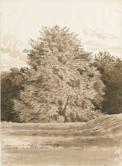 Wrottesley Hall-The Shrubbery：sepia Drawing、1820 作： Cornelius Varley