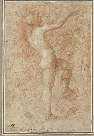 アダムは木からりんごを摘みます 作： Correggio