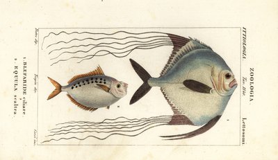 アフリカ ポンパノ、Alectis ciliaris、Blepharis ciliaris、Blefaride ciliare 1、ポニーフィッシュ、Poulain ruse、Leiognathus equulus 2 作： Corsi Corsi