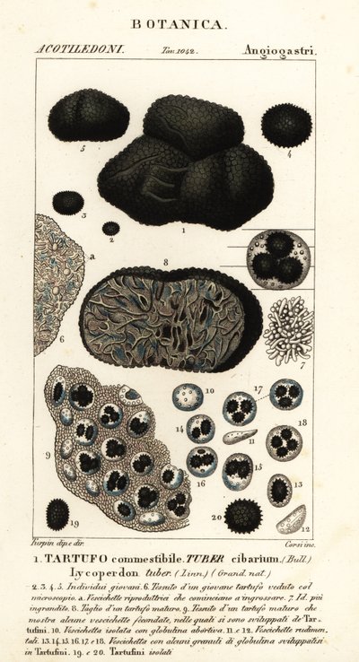 黒トリュフ、Tuber melanosporum (食品イモ、食用トリュフ、リコペルドンイモ) 作： Corsi Corsi