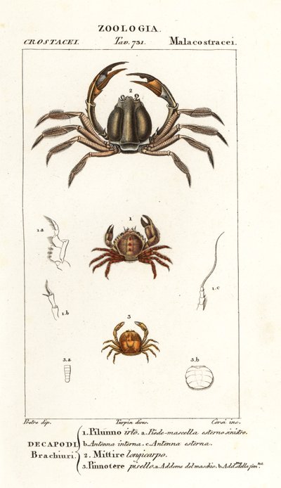 剛毛ガニ、Pilumnus hirtellus 1、水色の兵隊ガニ、Mictyris longicarpus 2、エンドウガニ、Pinnotheres pisum 3 作： Corsi Corsi