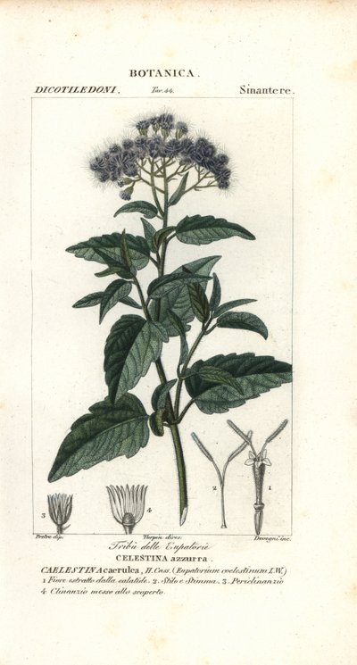 バタフライミスト、Ageratum corymbosum 作： Corsi Corsi