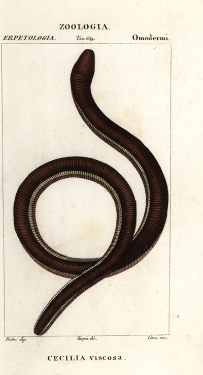 イクチオフィス・グルチノサス（Ichthyophis glutinosus） 作： Corsi Corsi