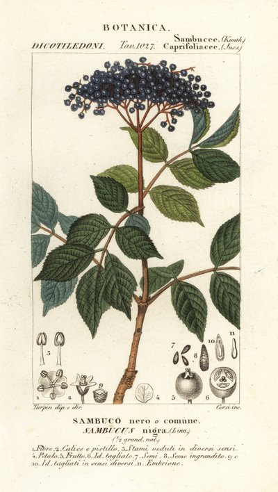 ヨーロッパの黒エルダーベリー、Sambucus nigra、黒または一般的なニワトコ 作： Corsi Corsi