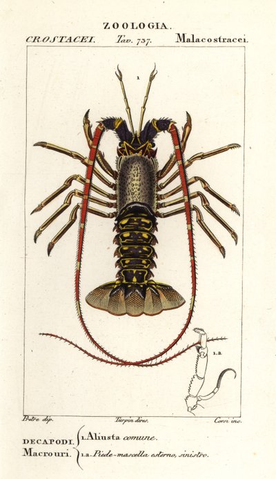 ヨーロッパの伊勢海老、Palinurus elephas 作： Corsi Corsi