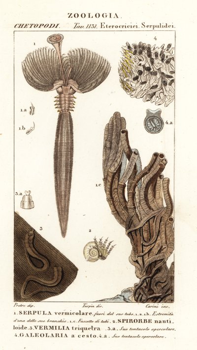 ファンワーム、Serpula vermicularis 1、多毛類ワーム、Spirorbis corrugatus 2、チューブ構築アネリッドワーム、Spirobranchus triqueter 3、Galeolaria caespitosa 4 作： Corsi Corsi