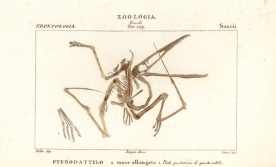 絶滅したテロダクティル、Pterodactylus antiquus の化石骨格 作： Corsi Corsi